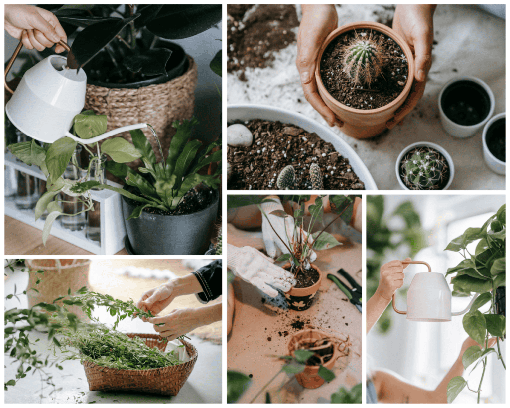 Home Gardening